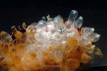 San hô có khả năng chịu đựng độ acid cao