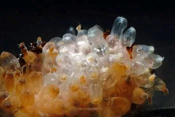 San hô có khả năng chịu đựng độ acid cao