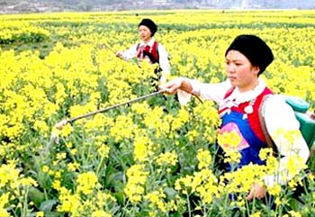 Trung Quốc đẩy mạnh phát triển diesel sinh học từ cây cải dầu