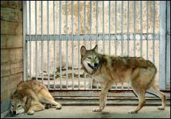 SNU điều tra công trình nhân bản sói