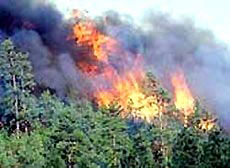 Siết chặt công tác phòng chống cháy rừng