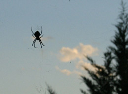 Khi nào thì nhện bay?