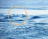 Quái vật Nessie xuất hiện?