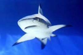 Cá mập cũng cần vệ sỹ