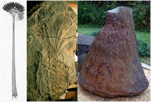 Phục dựng thân cây cổ nhất thế giới