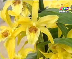 Pháp: Trồng nhiều giống lan quý trong nhà kính