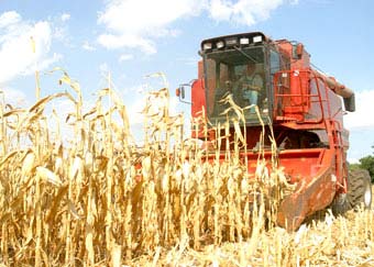 Bùng nổ nhiên liệu sinh học và vấn đề thiếu lương thực trên thế giới