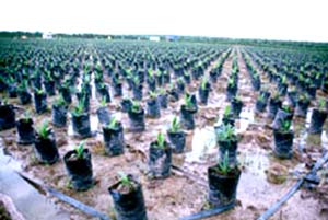 Dầu cọ – nhiên liệu tương lai hay thảm họa sinh thái?