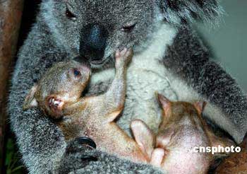 Tổ chức Festival sinh đôi kỷ niệm gấu túi song sinh