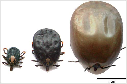 Sex khiến con ve to gấp 100 lần