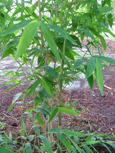 Hạt giống thứ 1 triệu được đưa vào ngân hàng