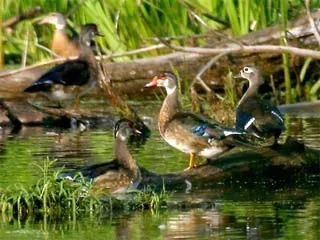 “Chạy đua vũ trang” ở cơ quan sinh dục của vịt