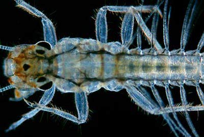 Côn trùng: Hệ hô hấp được tối ưu hóa