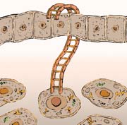 Tiến hóa là quá trình hợp nhất các xu hướng trái ngược