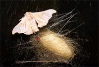 Tạo màu cho tơ lụa mà không cần nhuộm