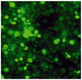 Nuôi cấy thành công nấm men phát hiện chất nổ