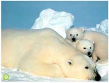 Khởi động dự án 