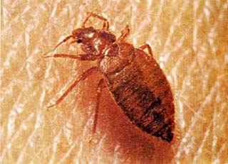 Thế giới kỳ lạ của những sâu bọ tí hon