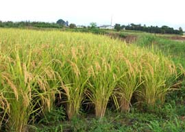 Nhật: Tạo giống lúa giàu chất sắt và đạt năng suất cao