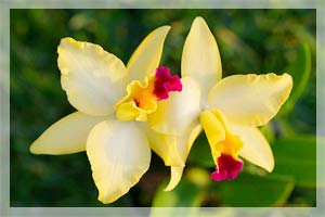 Thực vật có sex không?