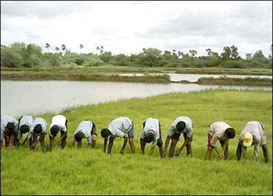 Một nền nông nghiệp hữu cơ có thể giúp thế giới chống đói nghèo