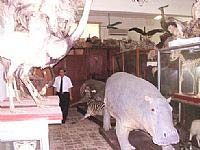 Ra mắt Bảo tàng Thiên nhiên Việt Nam