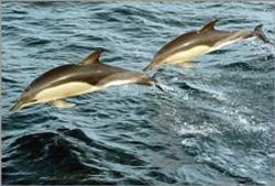 Cá heo cũng có ngôn ngữ riêng