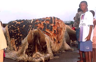 Quái vật biển mắc cạn ở Guinea