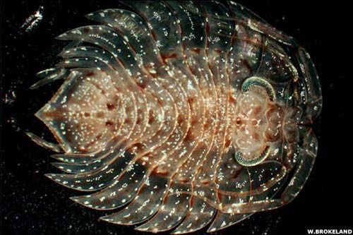 “Kho tàng sinh vật” dưới biển Nam Cực