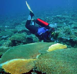 San hô có cấu tạo gene phức tạp hơn con người?