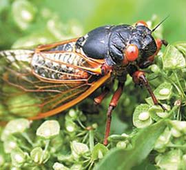 Ve sầu hoành hành trung tây Mỹ