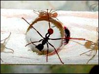 Loài kiến cũng biết xây cầu