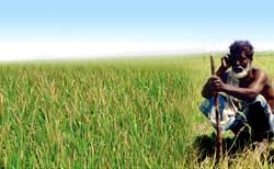 Bangladesh tạo 93 giống lúa tiết kiệm nước