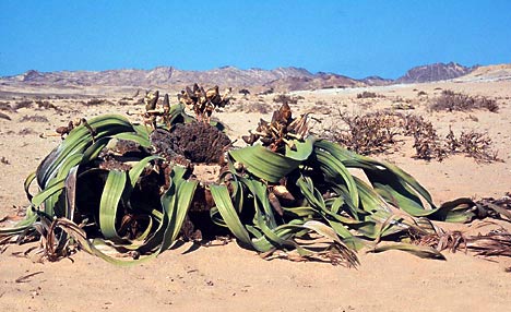 Cây kỳ cục nhất thế giới