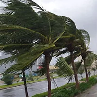 Vì sao cây không đổ trước gió bão?