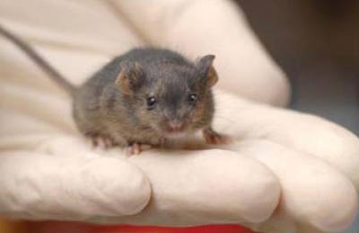 Thay đổi đơn giản biến tế bào thành tế bào gốc phôi