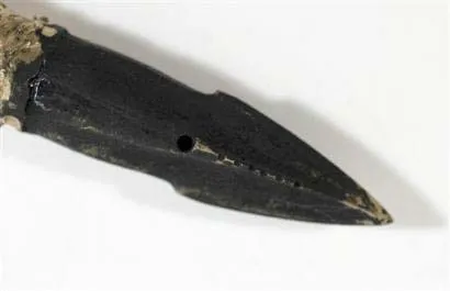 Tìm thấy cá voi sống hơn trăm tuổi