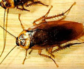 Khám phá mới: Gián cũng biết học!