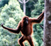 Ấn Độ: các nhà chức trách “vào cuộc” tìm Người rừng