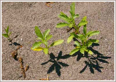 Cây cối biết nhận ra họ hàng