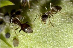 Loài kiến cũng biết khử trùng