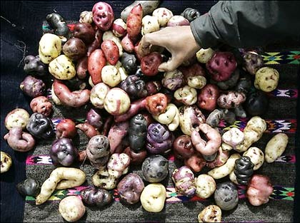 Phục hồi giống khoai tây cổ