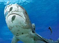 Cá mập đảo Bahamas