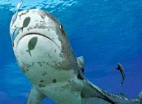 Cá mập đảo Bahamas