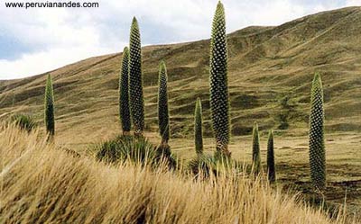 Những số đo kỷ lục về các loài hoa