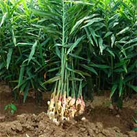 Kỹ thuật trồng gừng