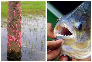 Mối nguy từ sinh vật lạ xâm lấn