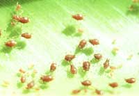 8 loài vi sinh vật xâm hại nguy hiểm nhất thế giới