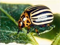 Hàng ngàn hóa chất cần được đánh giá lại về độc tính