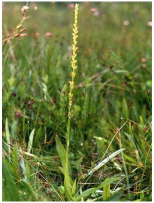 Cây phong lan có mùi chân thối